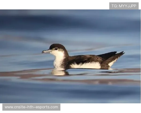 佛得角这波操作告诉我们：小岛也能踢出大梦想！，佛得角有几个岛组成的